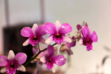 Naklejka na ściany i meble Closeup of violet orchid photo,indoor plant for decoration,Purple orchid flower phalaenopsis,Selective focus