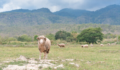 sheep in natural valley 