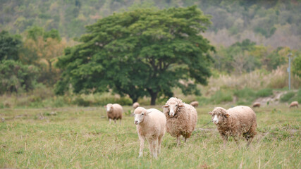 sheep in natural valley 
