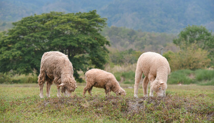 Obraz na płótnie Canvas sheep in natural valley 