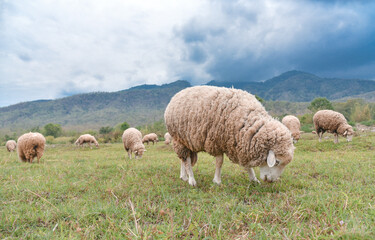 sheep in natural valley 