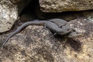 Black Rock Skinks basking outside their rock crevice home