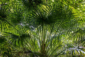 Cabbage Palms growing in rainforest