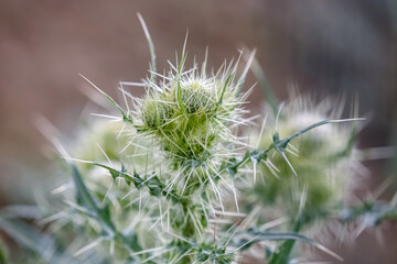 Prickly plant Thistle. Young growth.Young green growth.