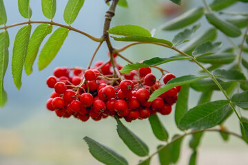 Rowan berries on rowan tree. Mountain ash.