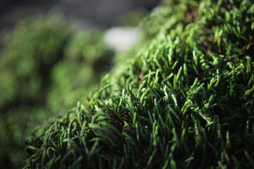 Green moss grown up cover the rough stones in the forrest. Show with macro view. Rocks full of the moss. 