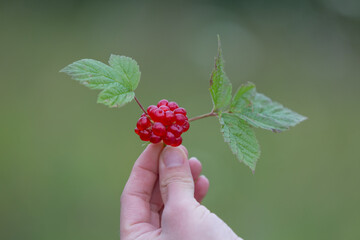 Rubus saxatilis or Stone bramble in hand.