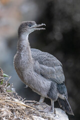 Spotted Shag Endemic Cormorant of New Zealand