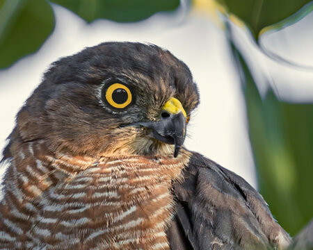 Close-up shot of a Eurasian sparrowhawk with wide-open eyes in the early morning