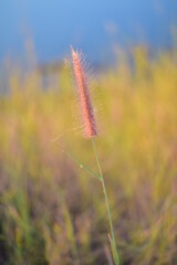 Brown grass flowers on sunset background.
