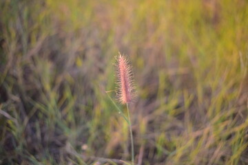 Brown grass flowers on sunset background.