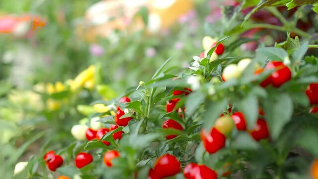 Fower fruit in the garden