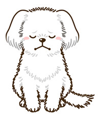 落ち込むマルチーズ