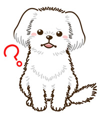 疑問に思うマルチーズ