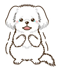 おびえるマルチーズ