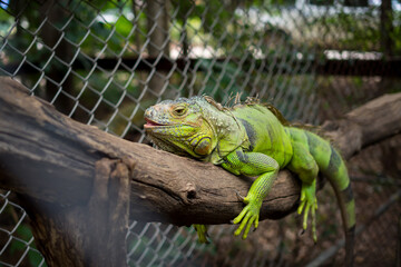 A large green iguana perched on an old log. eye focus