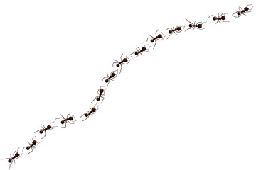 Black ant trail. Working insect curve group silhouettes isolated on white background. Vector illustration.