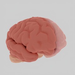 color 3d illustration of a human brain and its color separated hemisphere on a white background.