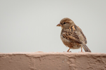 House Sparrow female on a balcony, Mollymook Beach, NSW, December 2021