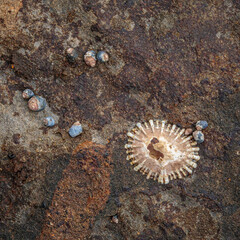 Limpet and Little Blue Periwinkles, Mollymook Beach, NSW, December 2021