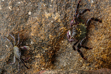 Purple Swift-footed Shore Crab, Huskisson, NSW, December 2021