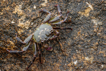 Purple Swift-footed Shore Crab, Huskisson, NSW, December 2021