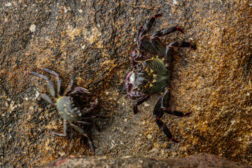 Purple Swift-footed Shore Crab, Huskisson, NSW, December 2021