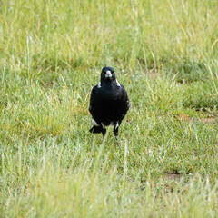 Australian Magpie, Aranda Bushland Nature Reserve, ACT, November 2021