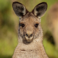 Eastern Grey Kangaroo female head study, Aranda Bushland Nature Reserve, ACT, October 2021