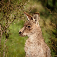 Eastern Grey Kangaroo female head study, Aranda Bushland Nature Reserve, ACT, October 2021