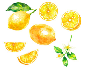 レモンの水彩画_セット