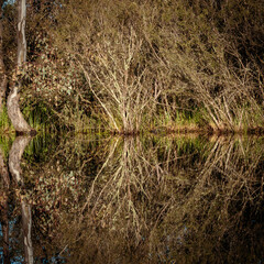 Shrub reflecting in water, Aranda Bushland Nature Reserve, ACT, October 2021
