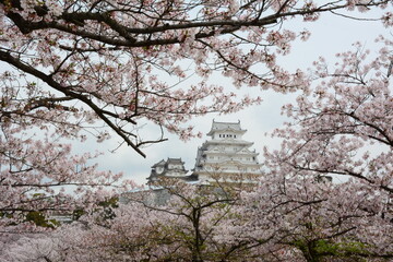 Himeji Castle in cherry blossom season
