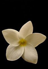 Fototapeta na wymiar White delicate flowers found on wild plants and weeds