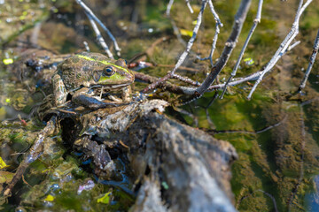 Large speckled frog close-up in the wild. Animal in good quality.
