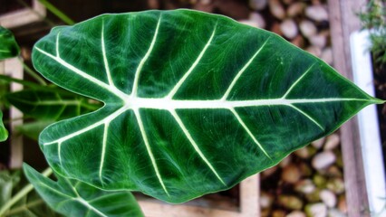 close up of a leaf anthurium