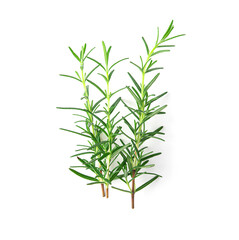 Rosemary isolated on white background, Top view.