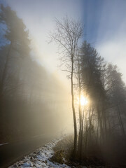 Fototapeta premium Nebel im Dezember