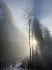 Fototapeta premium Nebel im Dezember