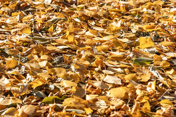 Beautiful texture of dry brown and yellow fall leaves is in the park