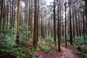 a fine path through cedar forest