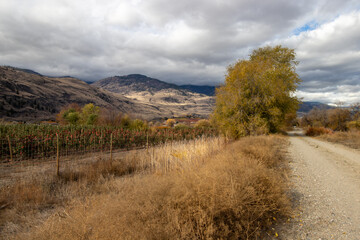 An apple orchard on the International Hike and Bike Trail in the Okanagan Valley