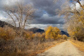 Yellow autumn leaves and bare trees on a hiking trail in the Okanagan Valley