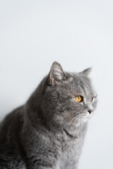 cat on a white background