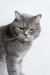 cat on a white background