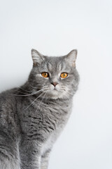 cat on a white background