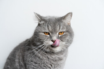cat on a white background