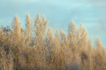 Obraz na płótnie Canvas winter landscape with trees in snow