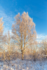 birch in hoarfrost