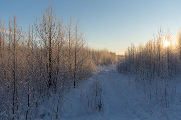 sunny landscape in winter